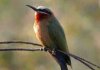 Bee Eater