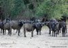 Buffalo Herd