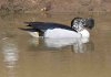 Comb Duck