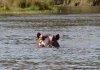Hippo in Zambezi River