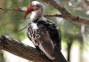 Hornbill