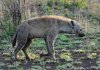 Hyena