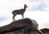 Klipspringer