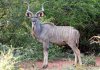 Kudu Bull