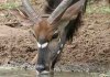 Nyala Bull
