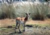Red Lechwe