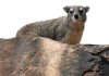 Rock Hyrax