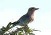 Lilac Breasted Roller