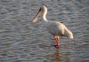 Spoonbill