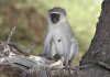 Vervet Monkey