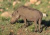 Warthog