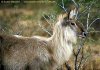 Waterbuck