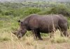 White Rhino