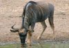 Wildebeest