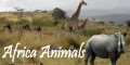 Africa Animals - everything you needs to know about the animals of Africa!
