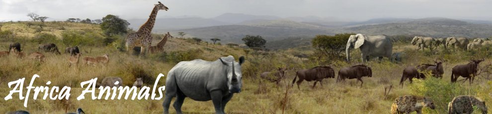 africa animals quiz play africa animals quiz online africa