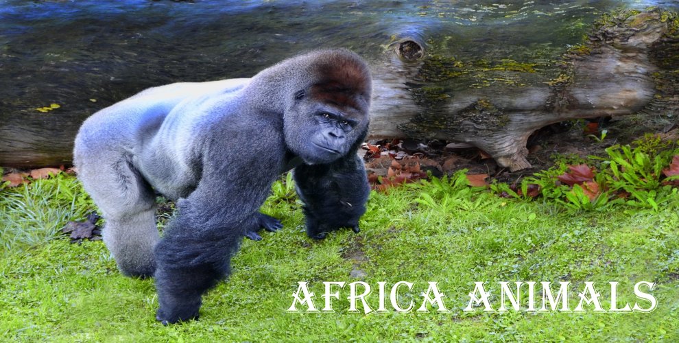 Africa Animals Online