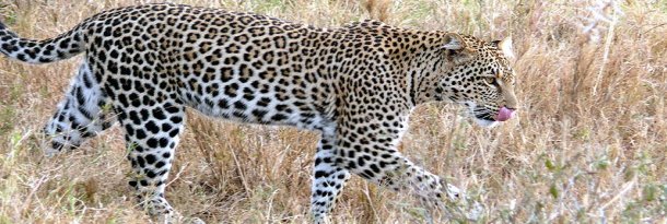 Leopard Game: This file is licensed under the Creative Commons Attribution-Share Alike 3.0 Unported, 2.5 Generic, 2.0 Generic and 1.0 Generic license