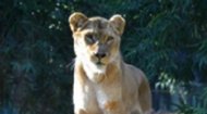 Live Africa Lion Webcam