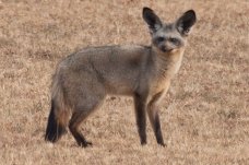 Bat Eared Fox: This file is licensed under the Creative Commons Attribution-Share Alike 2.0 Generic license