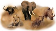 Big Five Animals